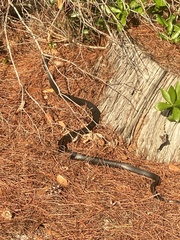 Coluber constrictor priapus