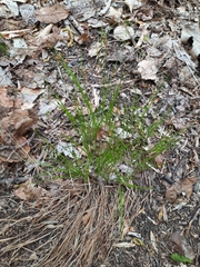 Trichophorum planifolium