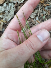 Trichophorum planifolium