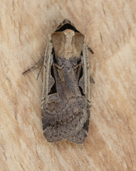 Parabagrotis formalis
