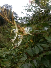 Bauhinia ungulata