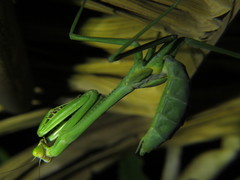 Stagmatoptera binotata