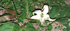 Jaborosa runcinata
