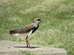 Vanellus chilensis