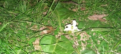 Jaborosa runcinata