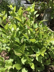 Itea virginica