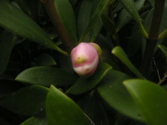 Magnoliopsida