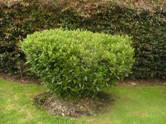 Magnoliopsida