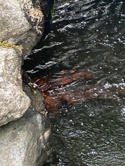 Cyprinus rubrofuscus