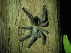 Avicularia avicularia