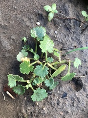 Modiolastrum australe