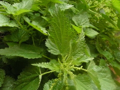 Urtica dioica