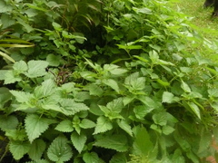 Urtica dioica