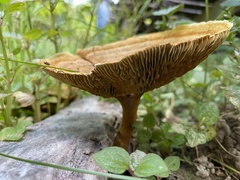 Stiptophyllum erubescens