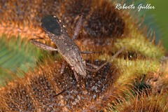 Apidaurus conspersus