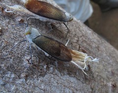 Pterodictya reticularis