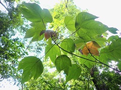 Macaranga triloba