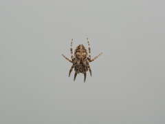 Larinioides sclopetarius