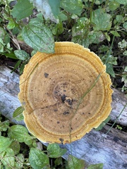 Stiptophyllum erubescens