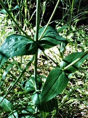 Hypericum perfoliatum