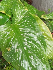 Zantedeschia elliottiana
