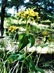 Hypericum perfoliatum