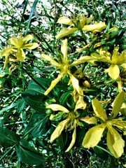 Hypericum perfoliatum