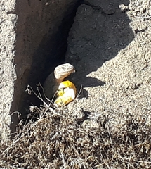Gallotia stehlini