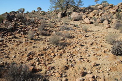 Cryptomys hottentotus