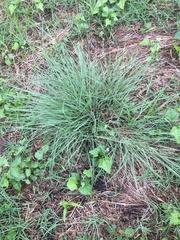 Nassella leucotricha