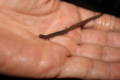 Batrachoseps gregarius