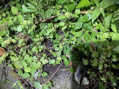 Hydrocotyle dichondroides