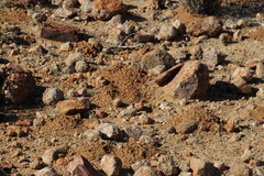 Cryptomys hottentotus