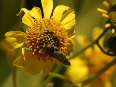 Acmaeodera labyrinthica