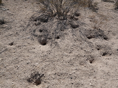 Ammospermophilus leucurus