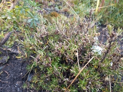 Chiliotrichum diffusum