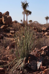 Euphorbia dregeana