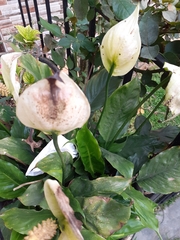Spathiphyllum wallisii