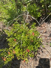 Vaccinium myrsinites image
