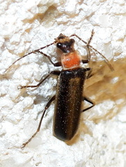 Podabrus quadratus