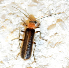 Podabrus quadratus
