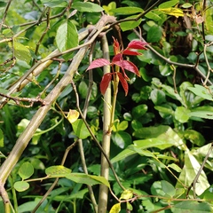 Rose rosette emaravirus