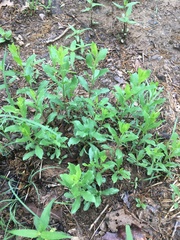 Gaillardia aestivalis