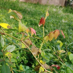 Rose rosette emaravirus