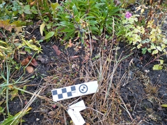 Berberis microphylla