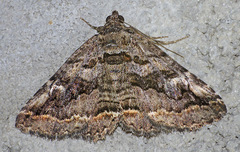 Zaleops umbrina