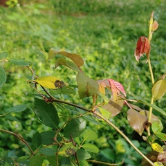 Rose rosette emaravirus