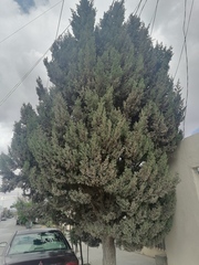 Pinaceae
