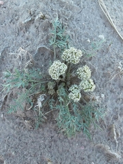 Cymopterus glomeratus