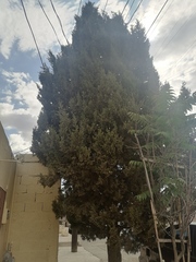 Pinaceae